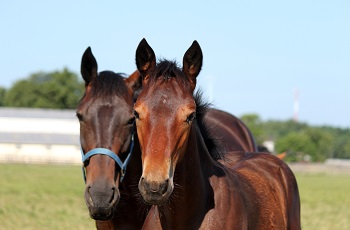 Mare and Foal